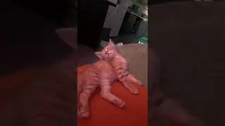 Рыжий котенок спит