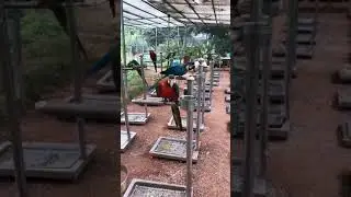 Parrot Talking - Smart And Funny Parrots Video | EP728