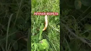 Горная рыбалка форель #экипировка #кингХантер #активныйотдых #дагестан #охота #природа #форель