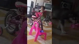 cachorro lobo jugando con alison