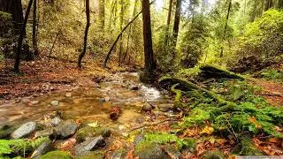 Binary Ensemble - Ensembler's Garden [Synchronized Melodies]