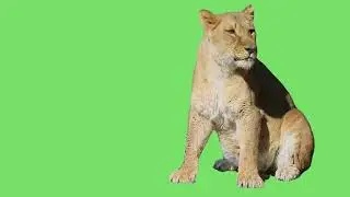 GREEN SCREEN - LIONESS PART 1