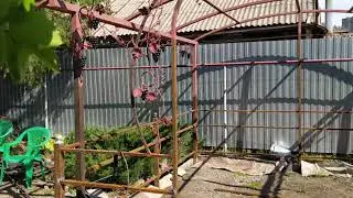 Беседка с виноградной лозой!