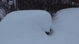 Пчёлы под снегом 2019г.