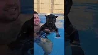 Presa Canario Waking Up to a Pool