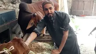 #Aaj Ham #Janwar #Lekar Aaye #Hain #Qurbani # ke liye #viral #subscribe #viralmashallah #muhammadﷺ #