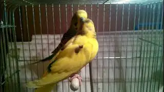Muhabbet kuşunun yem kusması?   budgie bird feed vomiting
