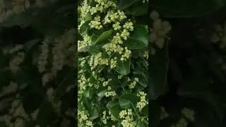 Бересклет японский (Euonymus japonicus) цветение