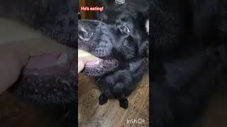 He's eating! Cute dog!