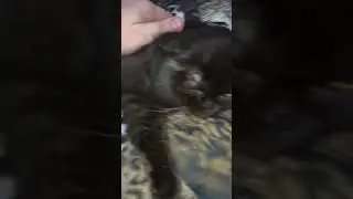 Чивас
