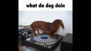 what the dog doin