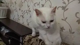 Домашние хлопоты 🏠