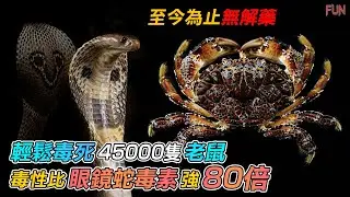 被譽為“海中眼鏡蛇”的毒蟹之王 | 一隻的毒素就能殺死500成年人，至今沒有解藥