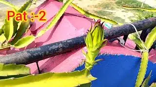 Dragon Fruit (part :-2)