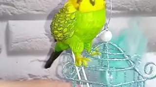 Попугай из мастики