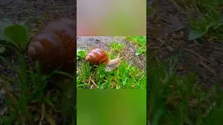 На природе 2 / Outdoors 2