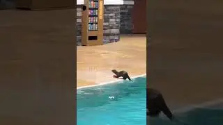 ,La lontra ha fatto quello che nessuno si aspettava 🦦😳