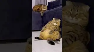 Когда у бабушки хорошая пенсия 