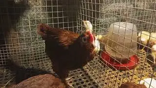 RHODE ISLAND RED CHICKEN BAGONG ALAGA