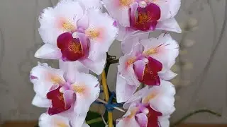 Обзор цветущих подростков орхидей из 2021 года🌺
