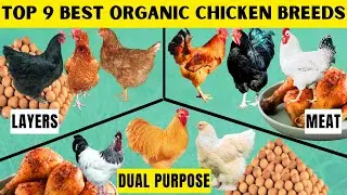 TOP 9 BEST ORGANIC CHICKEN BREEDS | 3 LAYER BREEDS | 3 MEAT CHICKEN BREEDS & 3 DUAL PURPOSE BREEDS