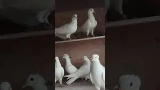 Мои белые #pigeon #голуби #birds #top #бойныеголуби #широкохвостые #белые #mafia #юмор