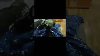 подсадка в стаю