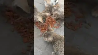 kitten push away other kitten for food
