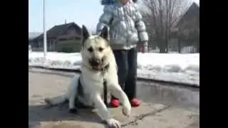 Питомник восточно-европейских овчарок 