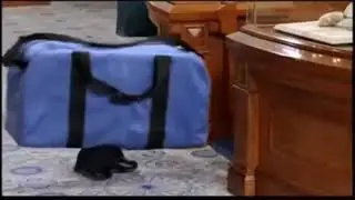 Шалун