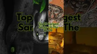 Top 10 Largest Snakes In The World