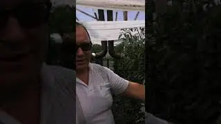 Розовый томат Курганинск