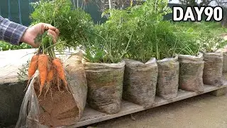 How to grow carrots in plastic bags🥕