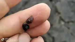 what's this? maybe fish eggs or octopus 🐙🦑 eggs