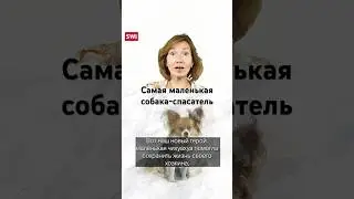 Чихуахуа спасла своего хозяина в горах. Три новости из Швейцарии 