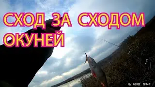 СХОД ЗА  СХОДОМ  ОКУНЕЙ ВИДНО  РАЙКА  ВИНОВАТА