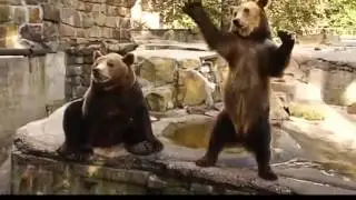 Смешное видео про животных онлайн