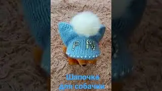 Вязаная шапочка для собачки.