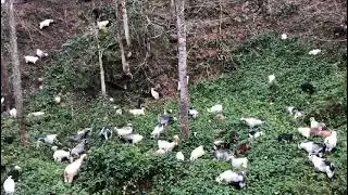 Çay Eşliğinde Çobanlık