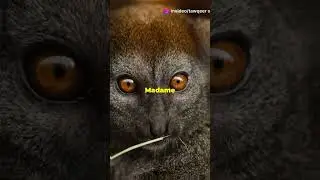 Smallest Animals on Earth #Shorts #shortsviral #viral #ssc