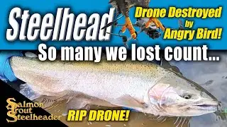Steelhead - So many we lost count!