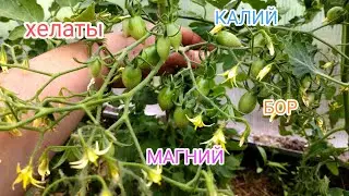 НЕОБХОДИМЫЕ ПОДКОРМКИ ДЛЯ ТОМАТОВ В ПЕРИОД ПЛОДОНОШЕНИЯ.