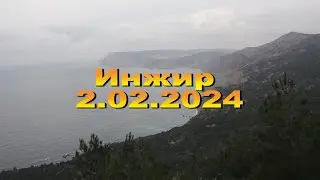 2.02.2024. Инжир возле Балаклавы