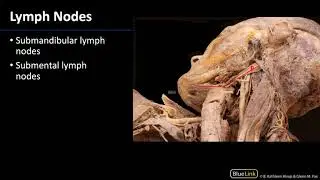 Parotid Gland and Submandibular Triangle - Lymph Nodes