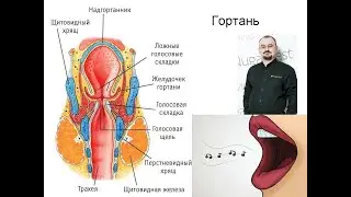 Гортань – её предназначение, строение и болезни.