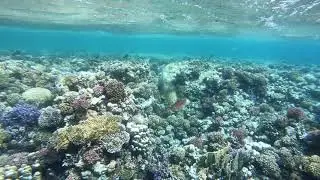 Egypt, Marsa Alam, Abu Dabbab Bay, 2021