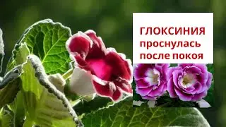 Глоксиния после периода покоя удивляет своей силой к жизни
