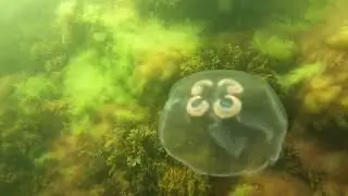 Балтійське море.