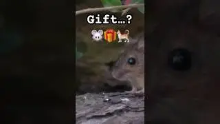What to Do if Your Cat Brings a ‘Gift’ 🐭🎁😳