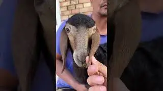 QANDAY BOLA BERGANINI KO’RING